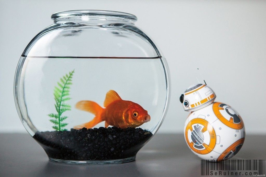 why-you-should-buy-the-sphero-bb8-sphero-s-newly-released-bb8-meets-a-goldfish-602948-1024x683