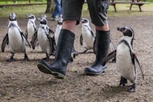 soigneur animalier astuces