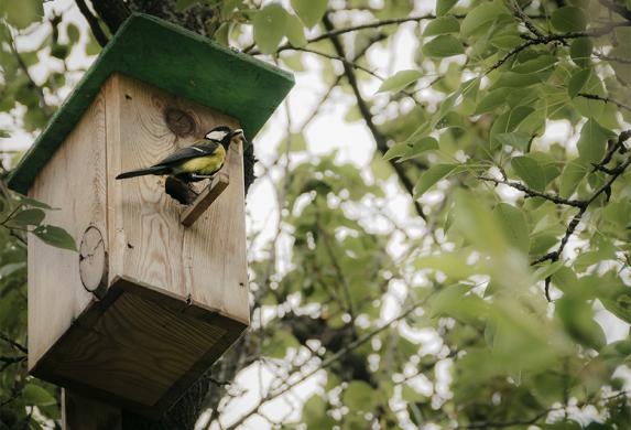 oiseau rapporte a manger nichoir